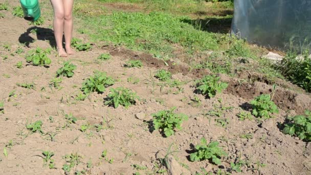 Potato watering — Stock Video