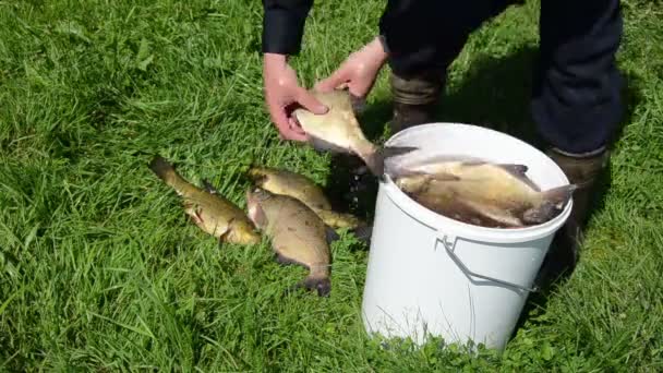 Triagem de peixes — Vídeo de Stock