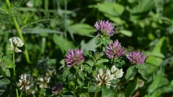 Plantes de trèfle rosée — Video