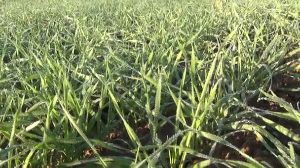 Winter crop melt rime — Stock Video