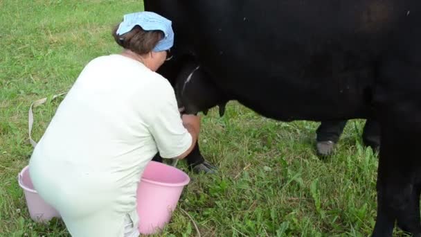 Agricultor ordenha vaca preta — Vídeo de Stock