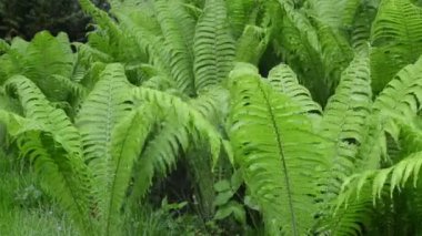 yağmur suyu fern tesisi