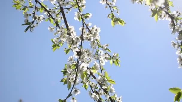 Vrchní a postranní díl překrýt bloom strom — Stock video