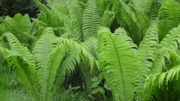 Regen water fern plant — Stockvideo