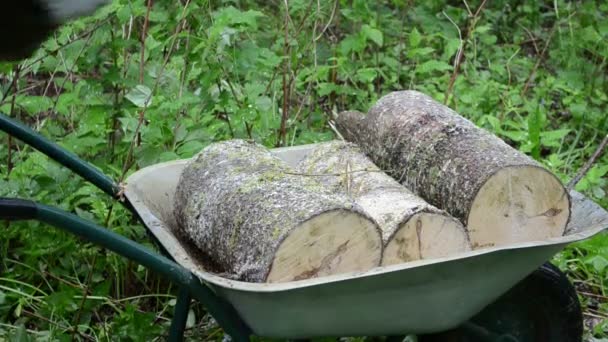 Hand firewood barrow — Stock Video