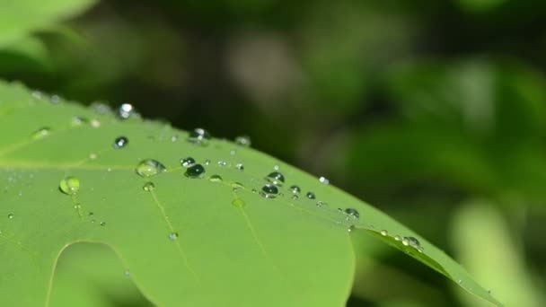 每年落叶树种露珠 — 图库视频影像