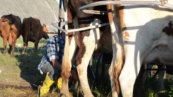 Man milking machine cow — Stock Video