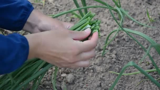 Farmář ruky cibulce list — Stock video