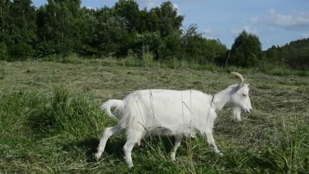 Goat graze meadow — Stock Video