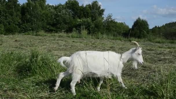 prairie de pâturage de chèvre 