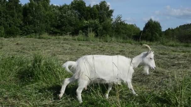 Prairie de pâturage de chèvre — Video