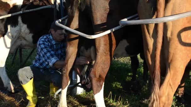 Доїльний апарат корова — стокове відео