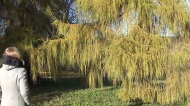 Kız larch dallar park
