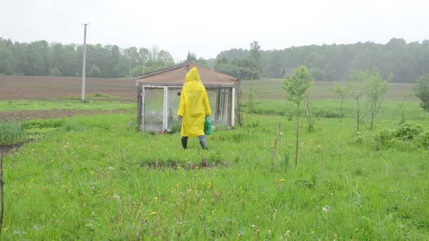 Woman greenhouse rain — Stock Video