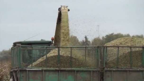 Сбор кукурузы крупным планом — стоковое видео