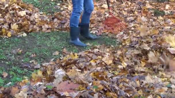 Rastrillo hojas de arce seco — Vídeos de Stock