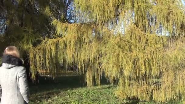 Niña alerce ramas parque — Vídeos de Stock