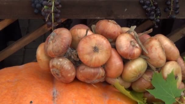 Zwiebelkürbisernte — Stockvideo