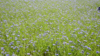 tatlı kadın peygamber çiçeği