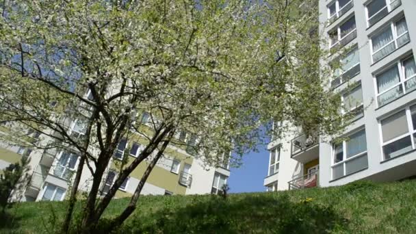 Kvetoucí strom byt dům — Stock video