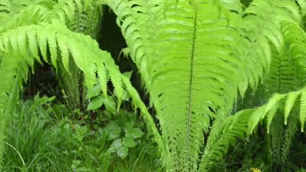 Fern plantera regn falla — Stockvideo