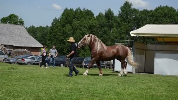 Cowboy Visa tung häst — Stockvideo