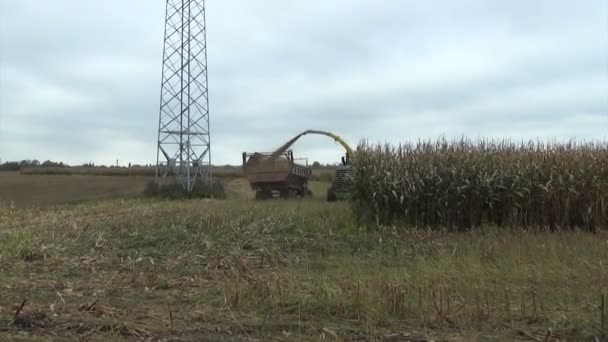 Cosecha de campos de maíz — Vídeo de stock