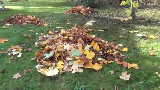 Leaves pile tuliptree — Stock Video