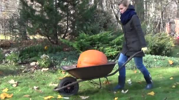 Woman pumpkin wheelbarrow — Stock Video