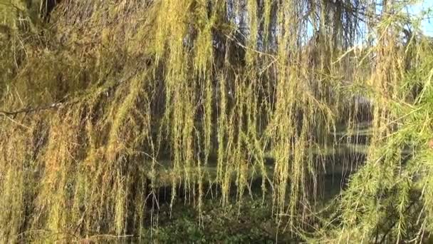 Femme branches de mélèze long — Video