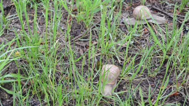 Escargot herbe pluie goutte 
