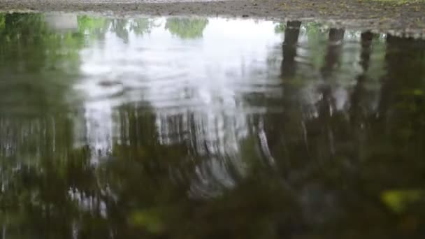 Puddle gota de lluvia de agua — Vídeos de Stock