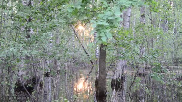 Översvämmade träd solen speglar — Stockvideo