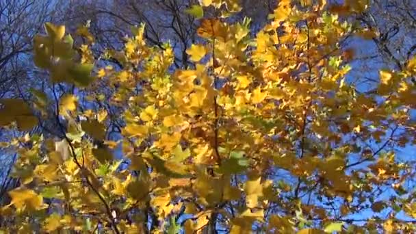 Otoño árbol hojas pila — Vídeos de Stock