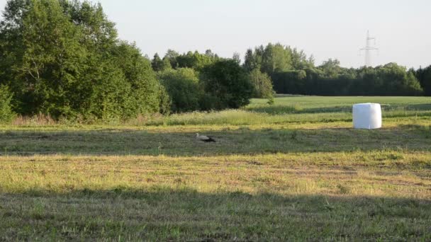 Stork fältet halm bal — Stockvideo