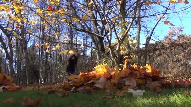 Leaves pile female worker — Stock Video