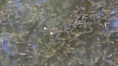 Güneş ısınma iribaşlar