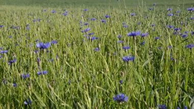 Güneş yaktı Peygamber Çiçeği alan