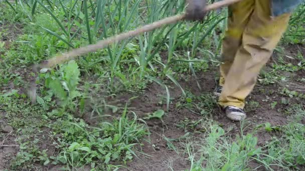 Deshierbe de jardín — Vídeo de stock