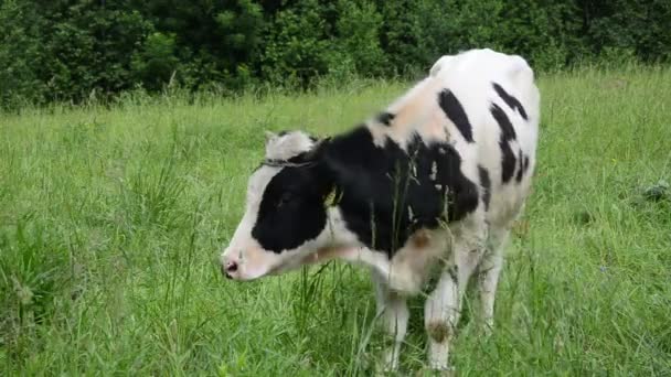 Toro pastoreo hierba gadfly — Vídeos de Stock