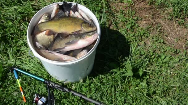 Tench fish — Stock Video