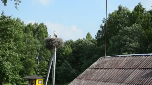 Gólya madár családi fészek — Stock videók