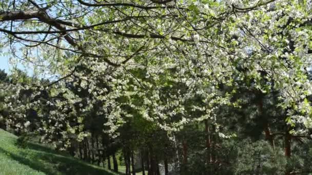 Árbol frutal de flor de ramita — Vídeo de stock