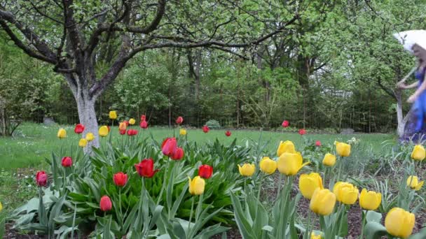 Tulipanes jardín mujer mojada — Vídeos de Stock