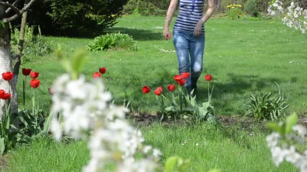 Mujer tulipán flor jardín — Vídeos de Stock