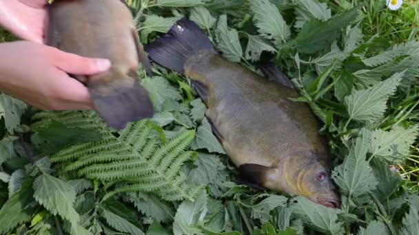 Lindo tench grande — Vídeos de Stock