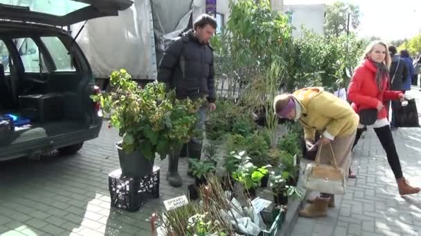 Säljaren köparen plantor — Stockvideo