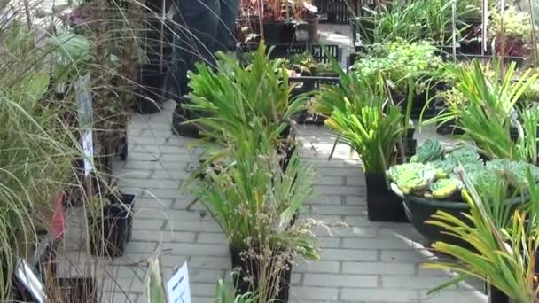 Πώληση διακοσμητικό φυτό — Αρχείο Βίντεο