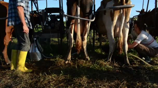 麻绳牛准备挤奶 — 图库视频影像