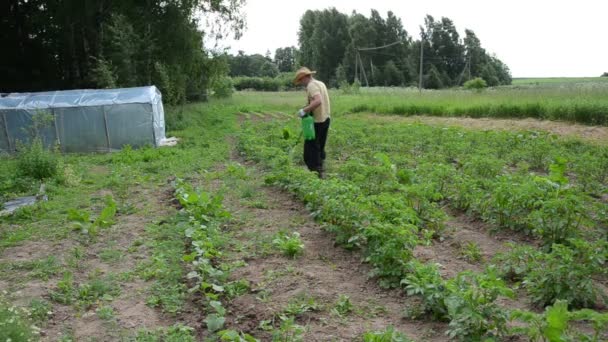 Landwirt sprüht Pflanzen — Stockvideo